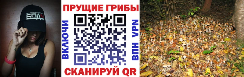 Псилоцибиновые грибы Psilocybe  Купить где  Шадринск 